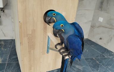 Krmítko pro papoušky